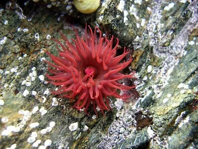 Red Beadlet Sea Anemone Juvenile Tropical Marine Aquarium Tank Live Soft Corals • £15.99