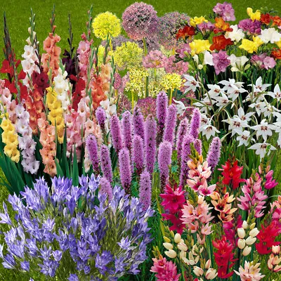 You Garden Summer Flowering Bulb Mix 300 Bulbs 7 Varieties Summer Long Colour • £13.99