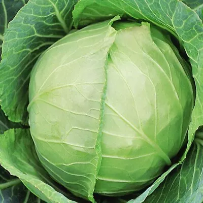 VEGETABLE - White Cabbage   - NON GMO - 200 Seeds • £1.55