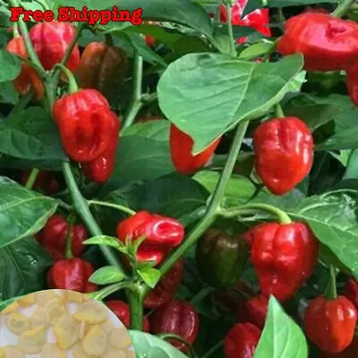 Red Caribbean Habanero Pepper Seeds | Caribbean Red Habanero Seeds | NON-GMO • $1.69