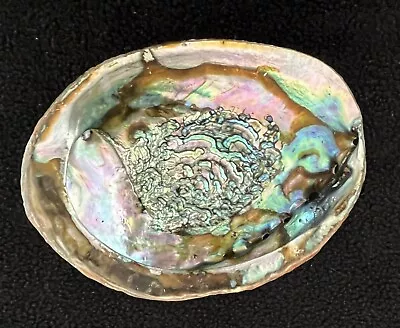 Green Abalone Sea Shell One Side Polished Beach Craft Natural • $2.50