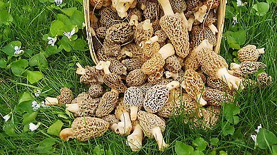 Morel Mushroom Spores In Sawdust Spore Kit From WV 5 Gallon Kit • $5.99