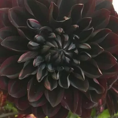 US-Seller Rare Beautiful Perennial Dahlia Flowers Seeds 20PCS • $5.95