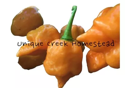 Trinidad Moruga Scorpion Orange Pepper Seeds SUPER HOT 1.5-2+ Million Scoville • $6.95