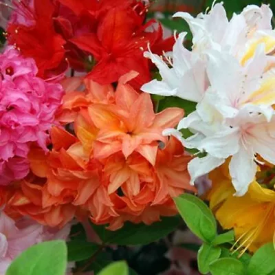 6 X Mixed Azaleas Dwarf Japanese Shrubs Colourful Potted Garden Plants In Pot • £22.99