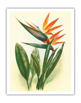 Hawaiian Bird Of Paradise - Vintage Hawaiian Airbrush Art By Ted Mundorff C.1940 • $12.98