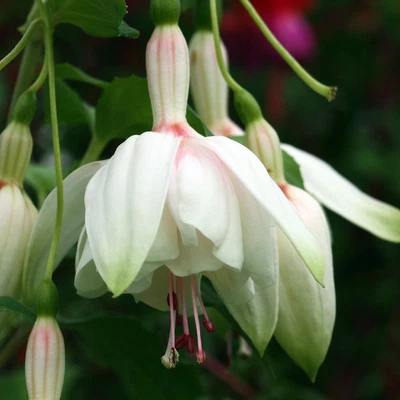 £4.95 • Buy Pack X6 Trailing Fuchsia 'Annabel' Summer Garden Plug Plants