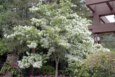 White Fringe Tree Quart Pot • $9.95