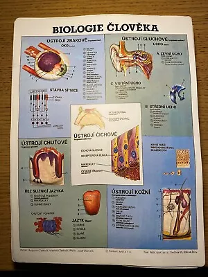 Human Biology Vintage Anatomical Plastic 3D Poster Anatomy School Chart Medical • $54.99