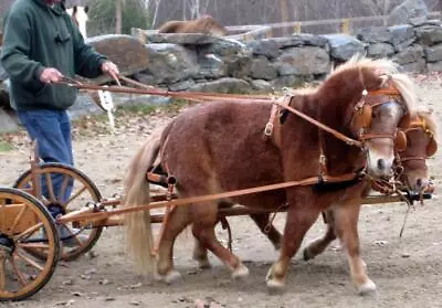 TEAM Saddle & Breastcollar Style CART DRIVING TAN Leather Harness MINI/ PONY+ 4  • $494