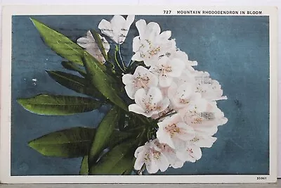 Scenic Mountain Rhododendron In Bloom Postcard Old Vintage Card View Standard PC • $0.50