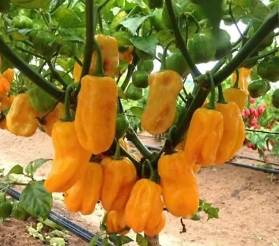 Sweet Yellow Habanero Pepper Seeds  | Organic • $2.49