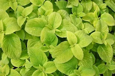 Flower - Coleus - Wizard Golden - 30 Seeds • £1.35