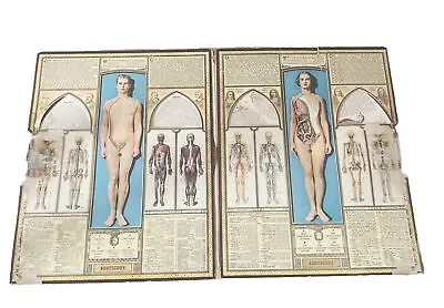 Vintage 2x Bodyscope By Ralph H. Segal Human Anatomy Medical Chart  ~ 1948 TWO • $105.40