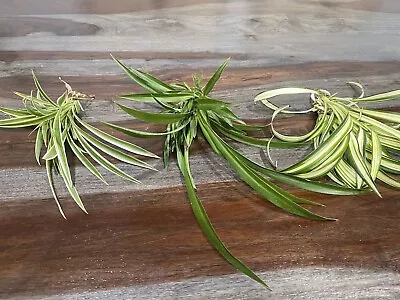 6 SPIDER PLANTS LIVE-Variegated Solid And Reverse 2 Of Each (6 🌱’s) • $12