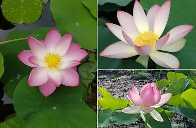 Sacred Lotus  (Nelumbo Nucifera) | 10+ Seeds | Ponds |Same Day Dispatch • £3.99