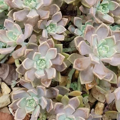 Graptopetalum Paraguayense Ssp. Bernalense - Rare Ghost Plant Variant • $11.90