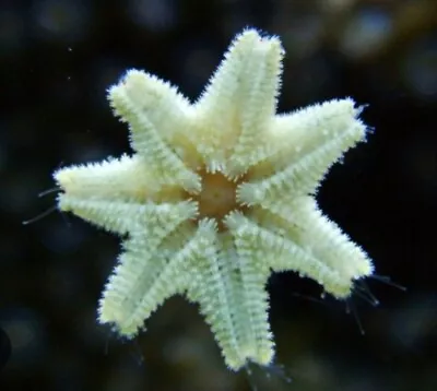 10 Asterina Starfish - Clean Up Crew - Harlequin Shrimp Food • £20