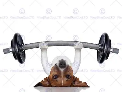 Jack Russell Dog Personal Trainer Weight Lifter Photo Art Print Poster Bmp2043b • £11.99