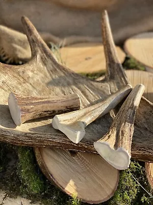 £8.99 • Buy Elk Antler Dog Chew -Super Long Lasting,tough And Durable 100% Natural Dog Chew 