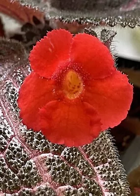 Episcia Kee Wee Large  Mature   Plant. • $15