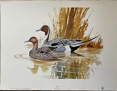 Pintails By Morten Solberg • $40