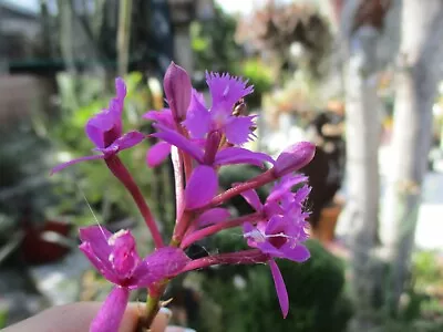 Epidendrum Orchid- Purple With Red/White Centers 1 Keiki Cutting Air Roots • $16.95