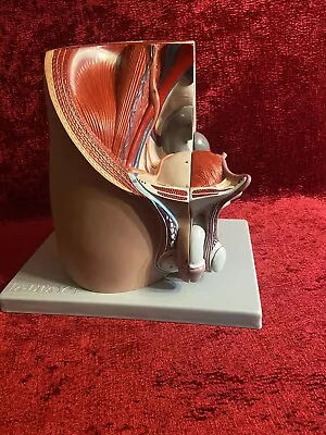 Vintage Medical Male Pelvic Pelvis Cavity Anatomical Model • $245