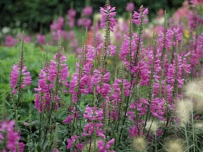 Live Cold Hardy Obedient Aquatic Marginal Pond/Bog Plant • $18.95