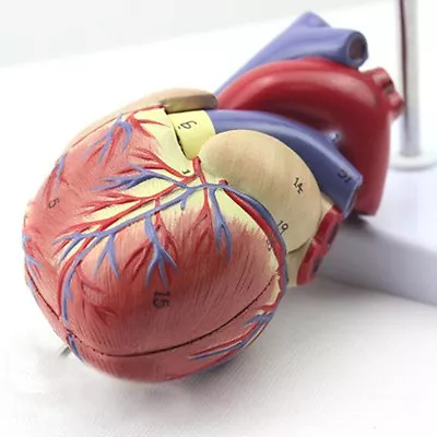 1:1 Human Heart Model Medical Cardiology Cardiac Anatomy Model  Education Study • $77.57