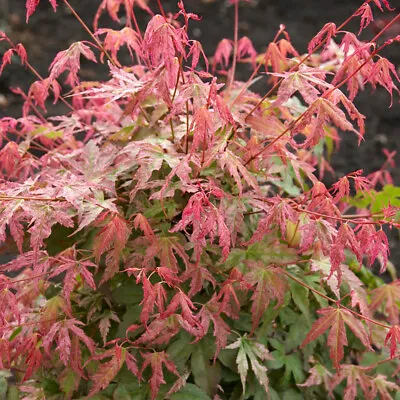 Japanese Maple Acer Palmatum 'Phoenix' In A 15cm Pot • £15.99