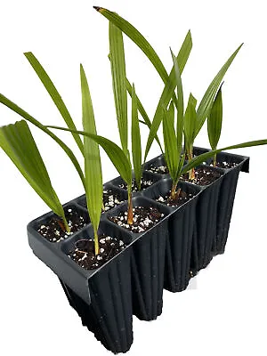 Hardy Palm Trachycarpus Nainital X Fortunei Seedlings X10 • £10