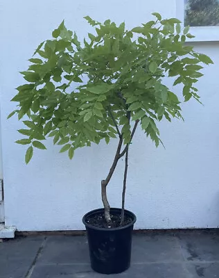 £45 • Buy Wisteria Sinensis Purple Flowering 1m Height Hardy Climbing Garden Shrub Plant