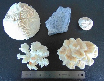 $34.95 • Buy Real Coral Collection Set - Mushroom Brownstem Blue Ridge Brain Rose Stony Lot