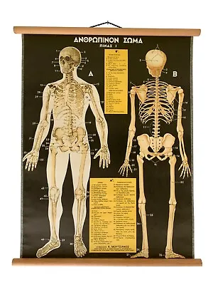 Original Anatomy Pull Down Chart Vintage Human Body Anatomy Medical School Map • $110