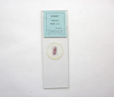 Vintage Microscope Slide.  Head Of Foetus Of Rabbit • $16.41