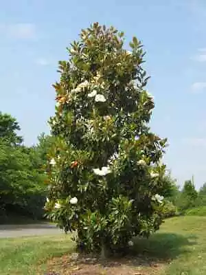  'Bracken's Brown Beauty   Southern Magnolia Tree~ 20-28 Inch Tall~Well Rooted • $29.99