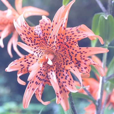$10 • Buy 6 X BULBILS - DOUBLE ORANGE TIGER LILY Lilium Lancifolium Aka Tigrinum  - 2023