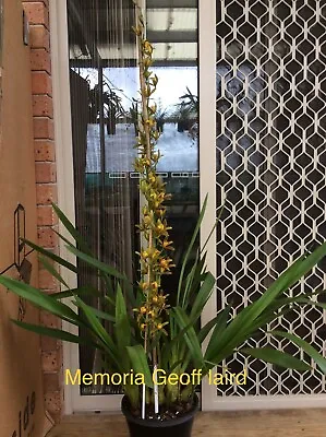 $18 • Buy Cymbidium Orchid   MEMORIA  'GEOFF LAIRD'
