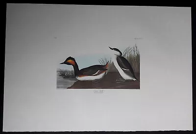 $225 • Buy Audubon's Double Elephant Folio  404-Eared Grebe   Amsterdam Edition Print