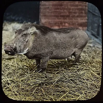 ANTIQUE Magic Lantern Slide A WART HOG C1888 PHOTO LONDON ZOO LECTURE • £30