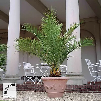 Palm Tree Canary Island Date Exotic Tropical Phoenix Canariensis 3 X 1.5L Pots • £49.99