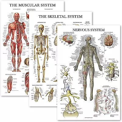 3 Pack - Muscle + Skeleton + Nervous System Anatomy Poster Set - Muscular And Sk • $33.28