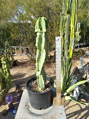 Lophocereus Schottii Monstrosus 23 Inch  Obese Cactus Totem Pole Cactus Rooted • $200