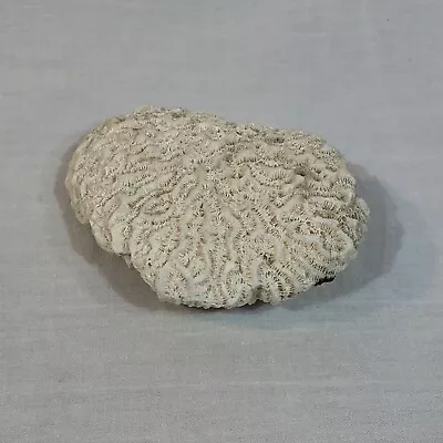 $24.77 • Buy Vintage Large Brain Coral Fossil Natural Specimen Sea Decor 4.25  X 3” 7.1 Oz