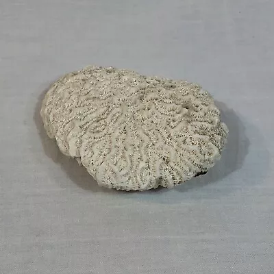 Vintage Large Brain Coral Fossil Natural Specimen Sea Decor 4.25  X 3” 7.1 Oz • $24.77