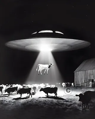 Nebraska Cow Incident UFO 1974 Photo Flying Saucer Aliens Involvement 8X10 • $7.99