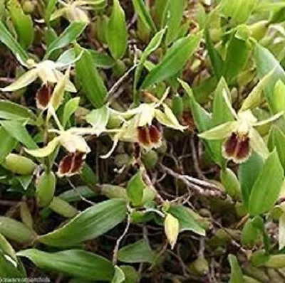 $16 • Buy Orchid Plant Coelogyne Fimbriata 
