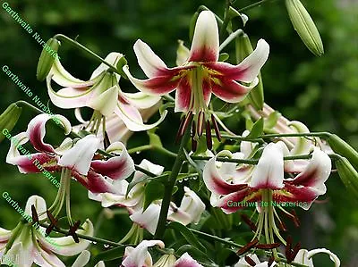 3 Leslie Woodriff Oriental Trumpet Giant Tree Lily Bulbs Garden Perennial • £11.99