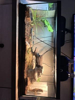 $150 • Buy Bearded Dragon/tank/accessories/food